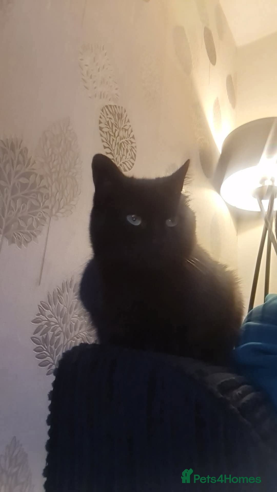 Domestic Shorthair cats for sale: Male and females available - Image 4