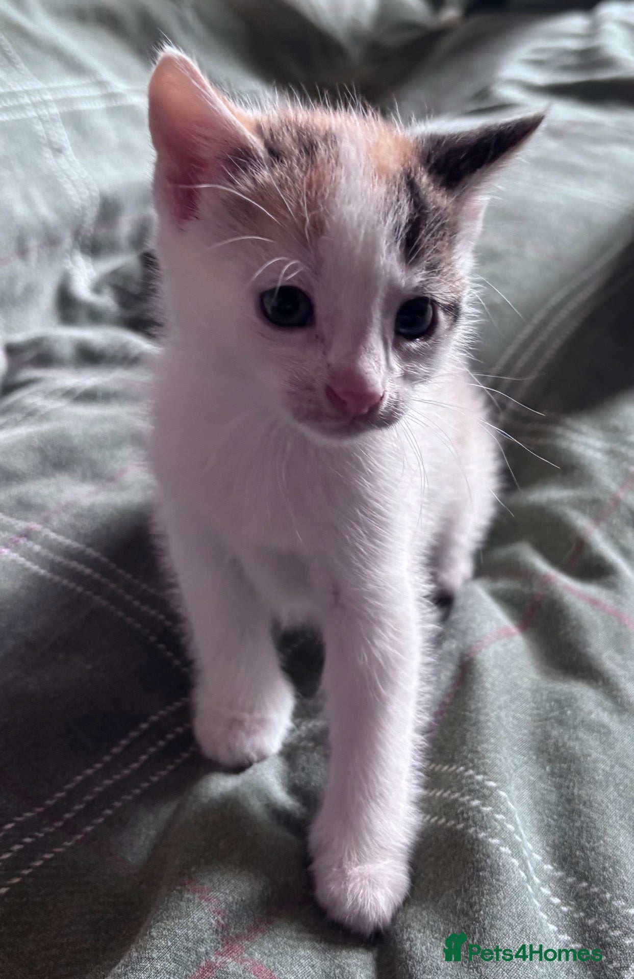 Mixed Breed cats Kittens beautiful mixed breed 🐈🐈‍⬛🐈🐈 - Advert 2