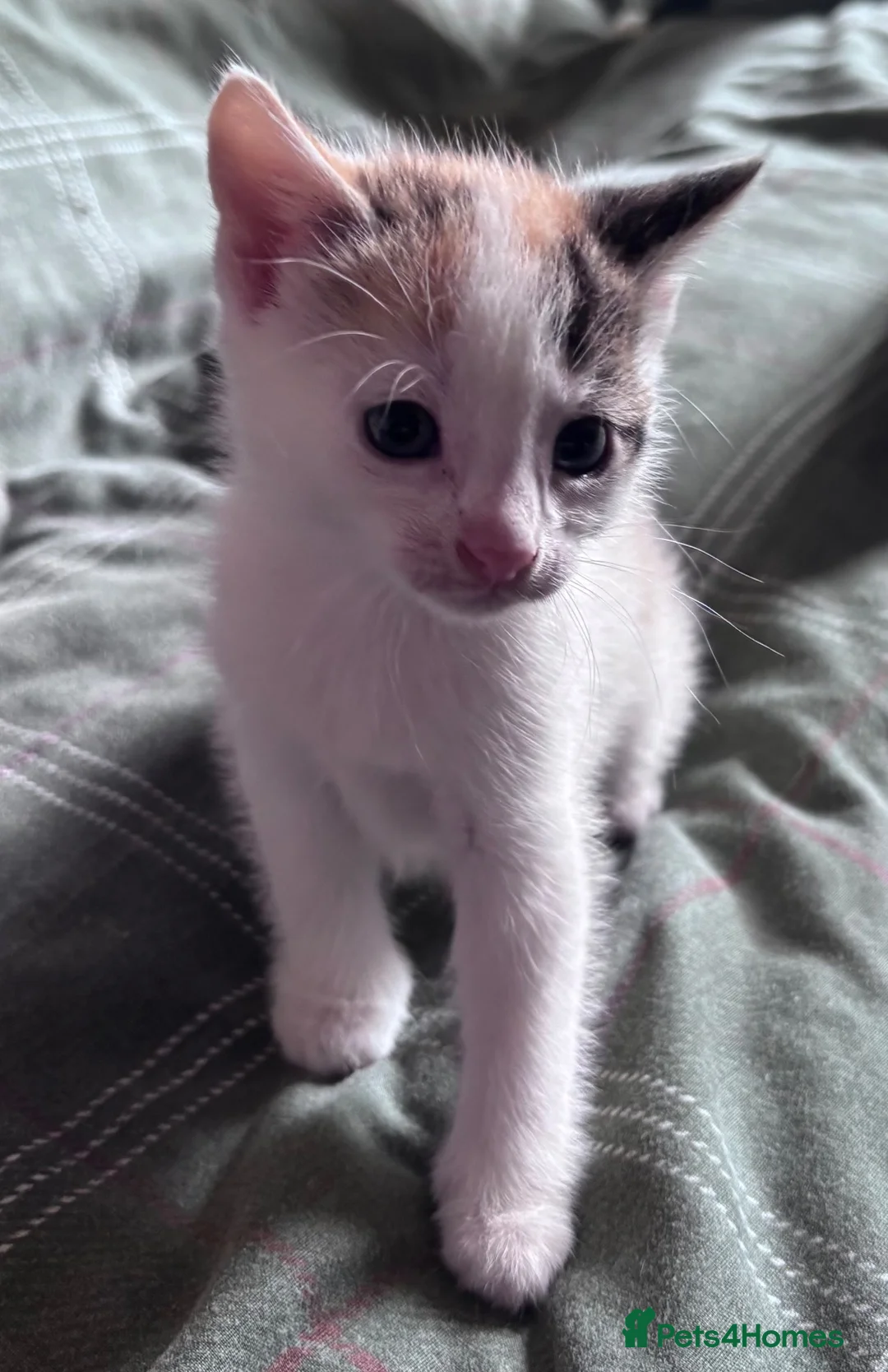 Mixed Breed cats for sale: Kittens beautiful mixed breed 🐈🐈‍⬛🐈🐈 - Advert 2