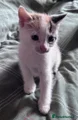 Mixed Breed 1 calico female