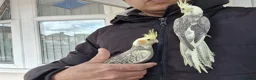 Cockatiels birds for sale: Super hand tamed baby cockatiels  - Advert 6
