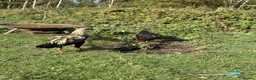 Chickens poultry for sale: Shamo cockerels  - Advert 4