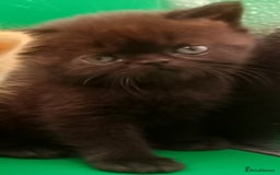 Exotic cats for sale:  Exotic British shorthair  - Image 2