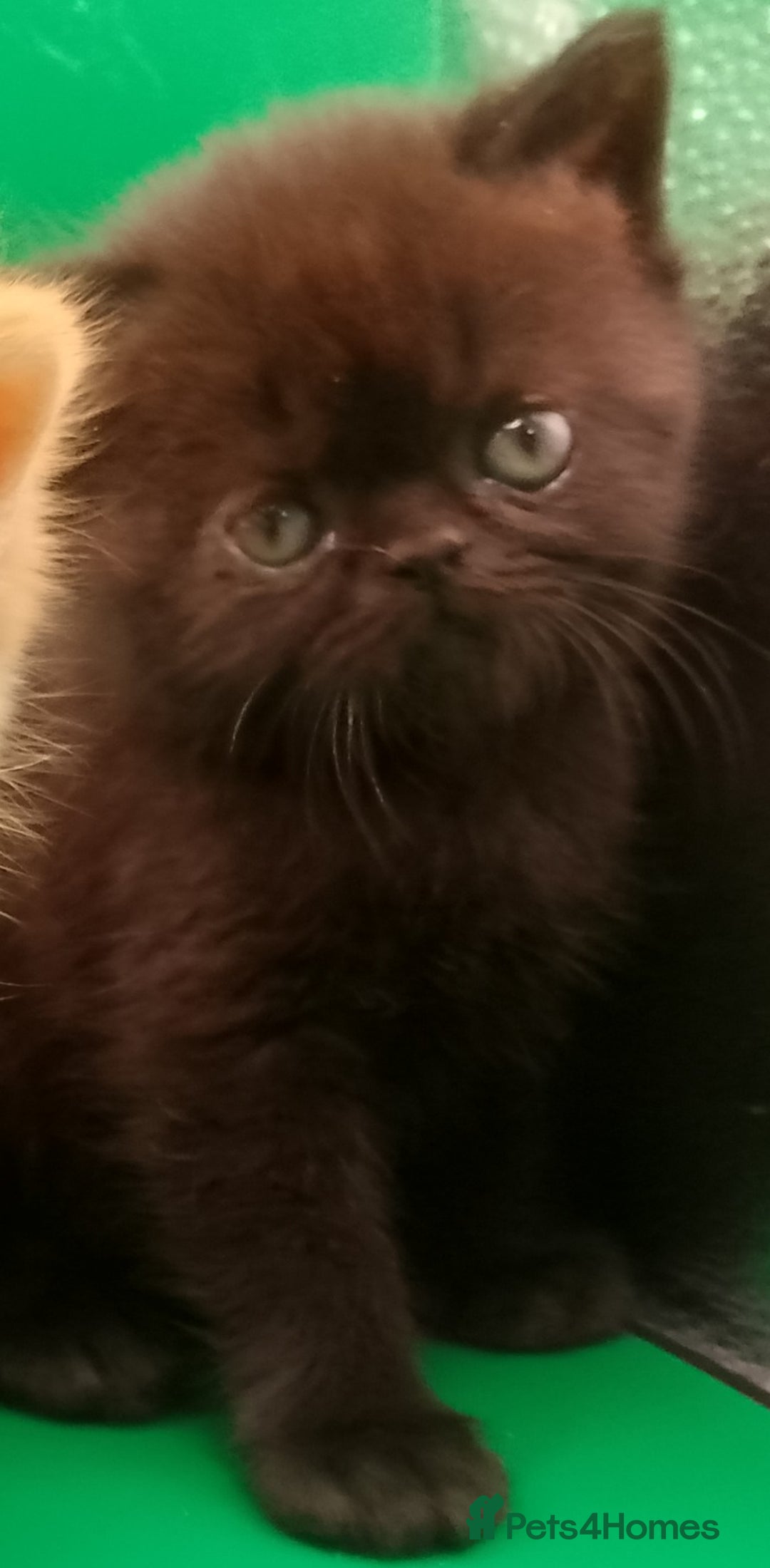Exotic cats for sale:  Exotic British shorthair  - Image 2