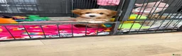 Maltipoo dogs for sale: Beautiful F1 Health Tested Maltipoo babies 💙🐾💖 - Advert 38