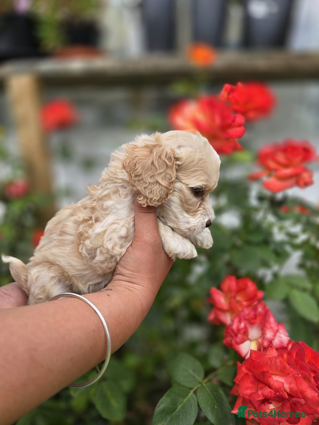 Cockapoo dogs for sale: F1 working cockapoo puppies - Image 14