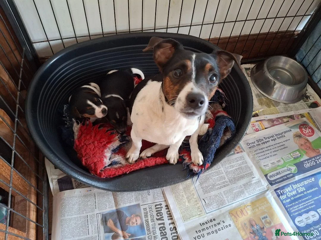 Jack Russell dogs for sale: Tri-colour Jack Russell Dog puppy - Advert 2