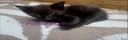 Mixed Breed cats for sale: Mixed Maine coons  - Advert 39