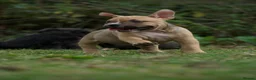 American Bully dogs for sale: American Micro Bullies  - Advert 19