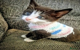 Mixed Breed cats for sale: Update! Beautiful litter of kittens 2 kitten left - Image 28