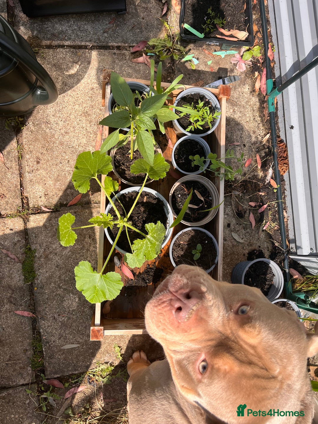 American Bully dogs for sale: Bruce - Advert 3