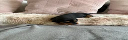 Dachshund dogs for sale: Dachunds puppies in Droitwich - Advert 15