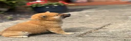 Japanese Shiba Inu dogs for sale: Mame Shiba , parents health tested champions  - Advert 6