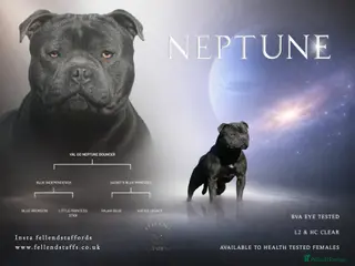 Staffordshire Bull Terrier dogs Quality health tested blue Stafford stud - Advert 2
