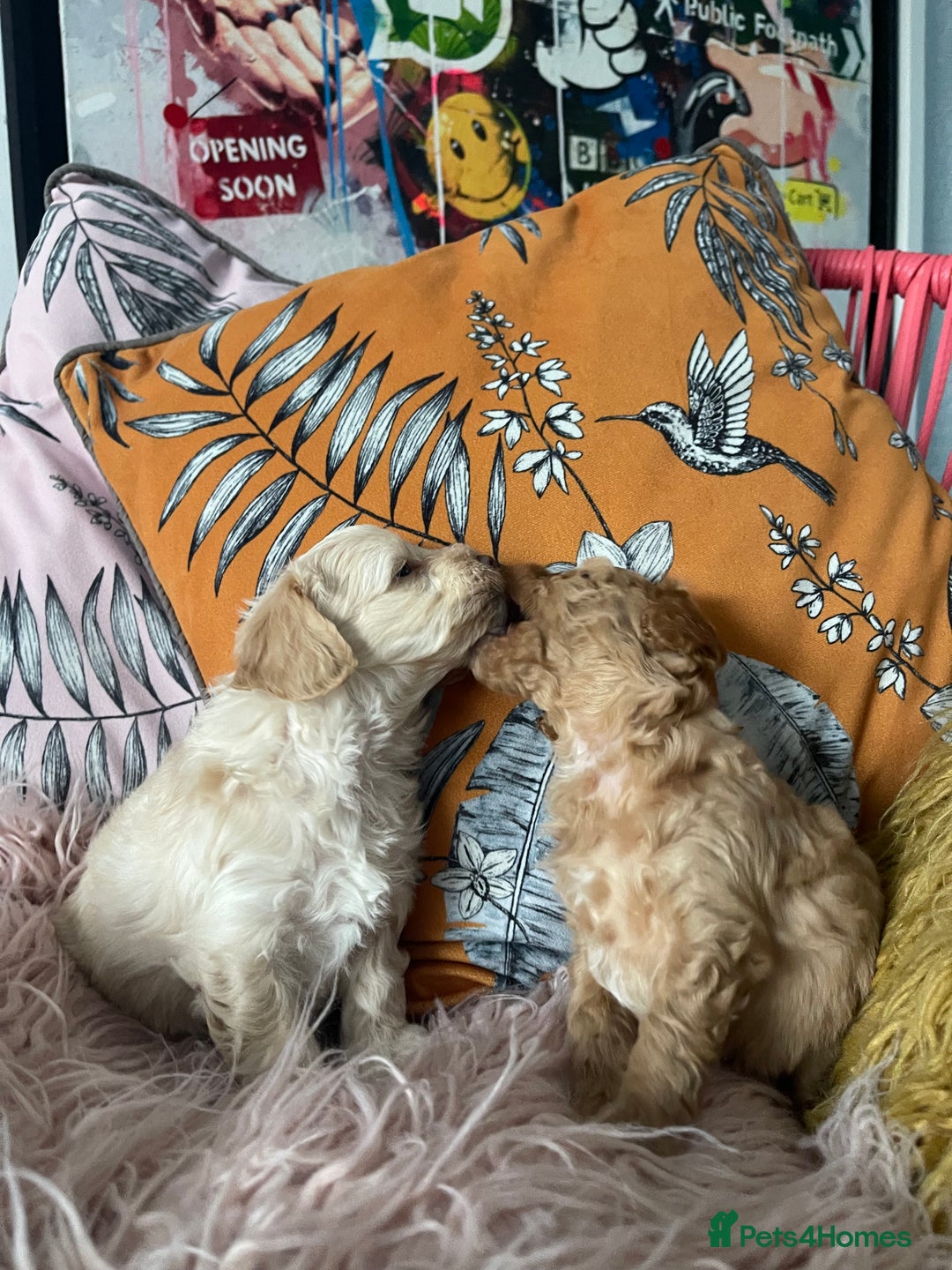Maltipoo dogs for sale: 💗💙 **  TOY MALTIPOOS💗💙 - Image 23