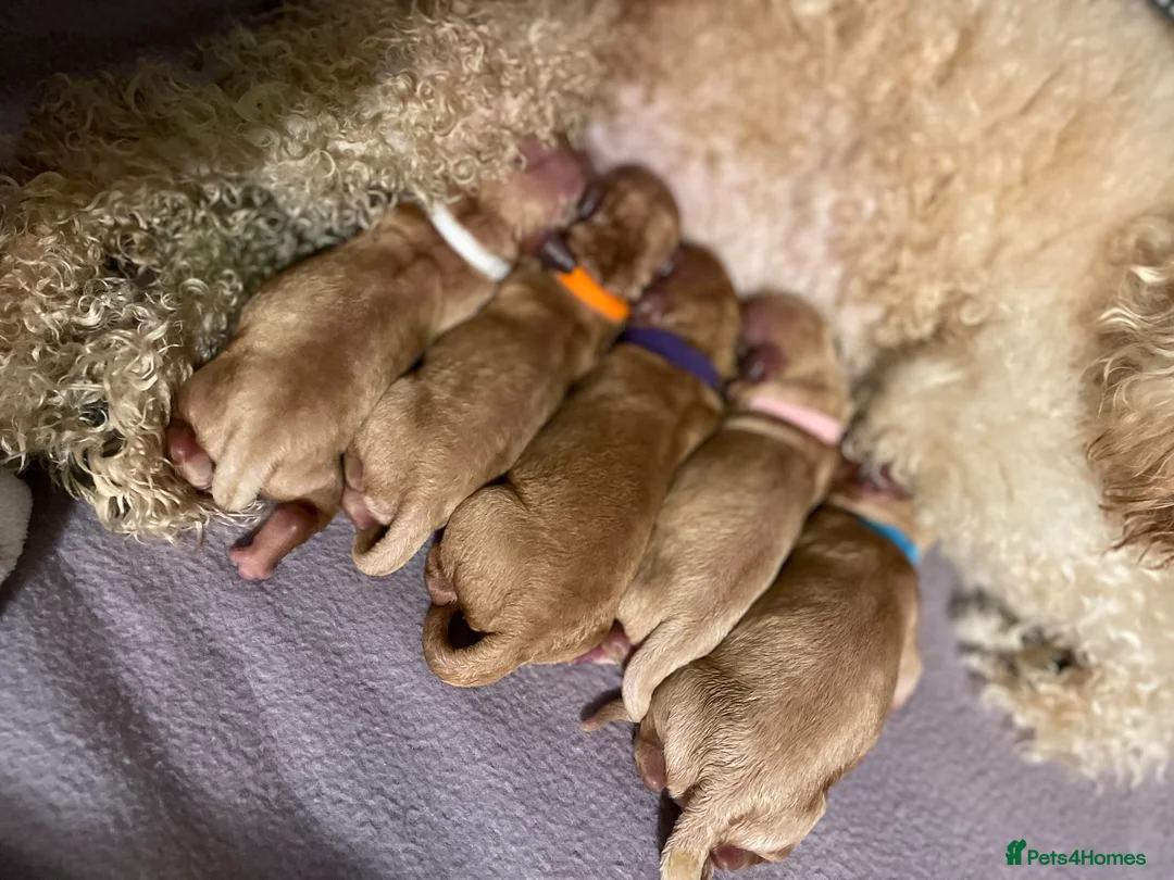 Poodle dogs for stud: FOR STUD Moyen Poodle (proven)  in Northampton - Advert 6