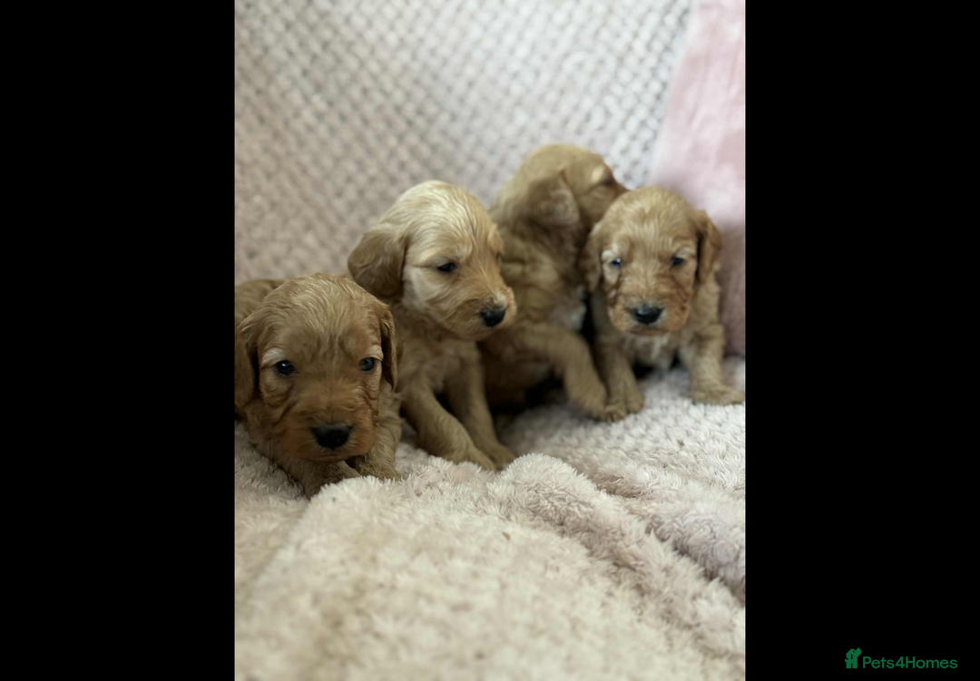 Cockapoo dogs for sale: COCKERPOO QUALITY HEALTH TESTED PUPPIES - Advert 10