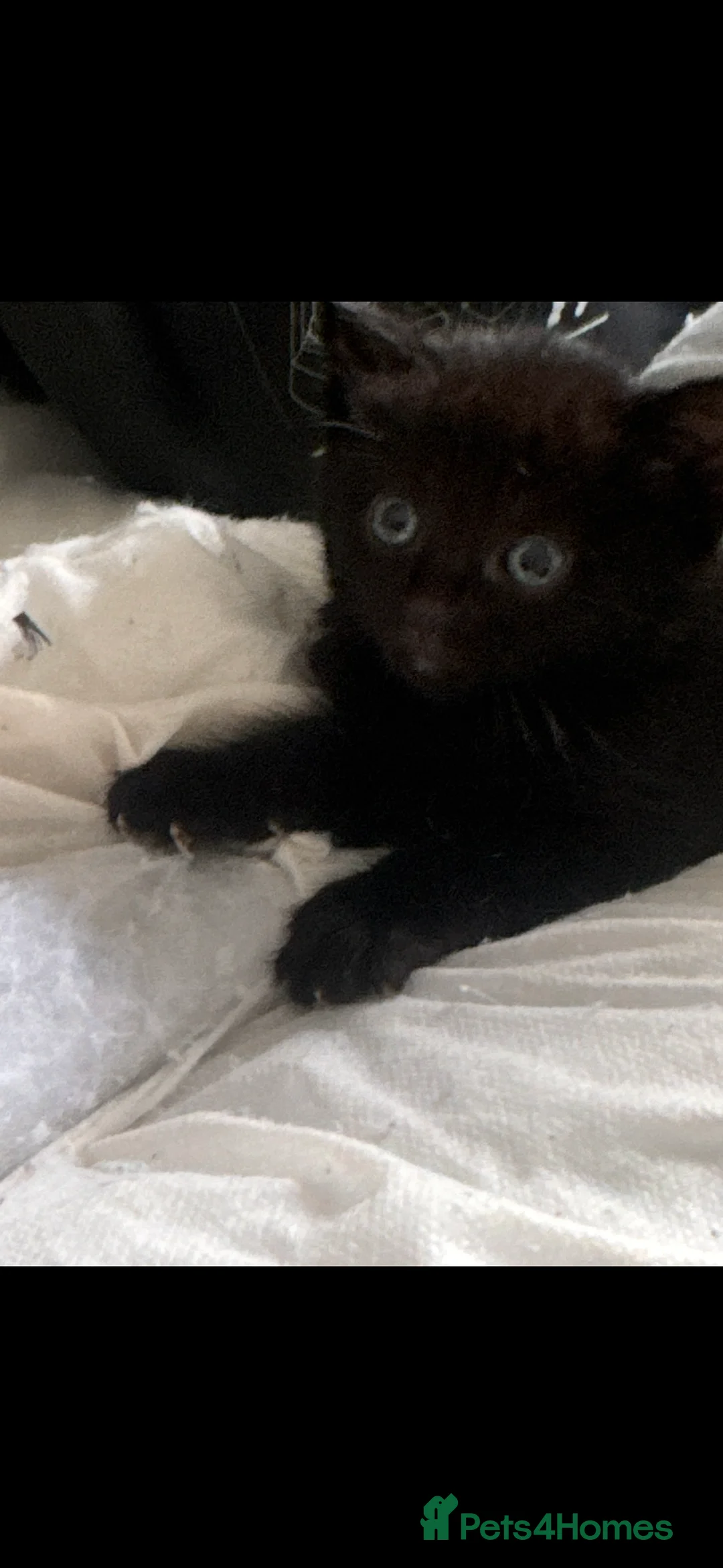 Ragdoll cats for sale: Kittens  - Advert 2
