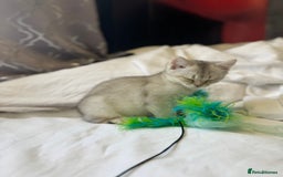 British Shorthair cats for sale: BSH kitten classic & chinchilla bloodline - Image 16