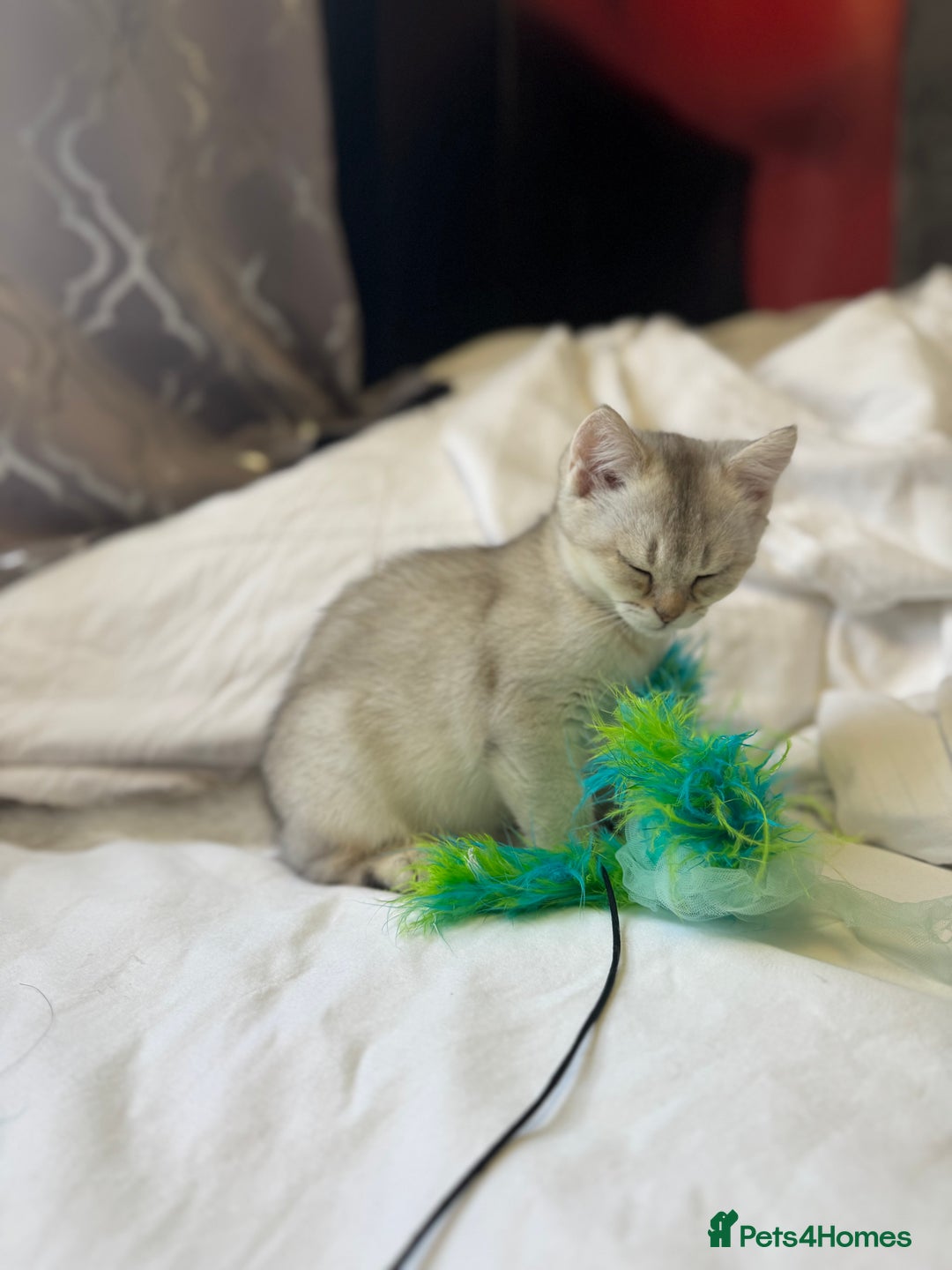 British Shorthair cats for sale: BSH kitten classic & chinchilla bloodline - Image 16