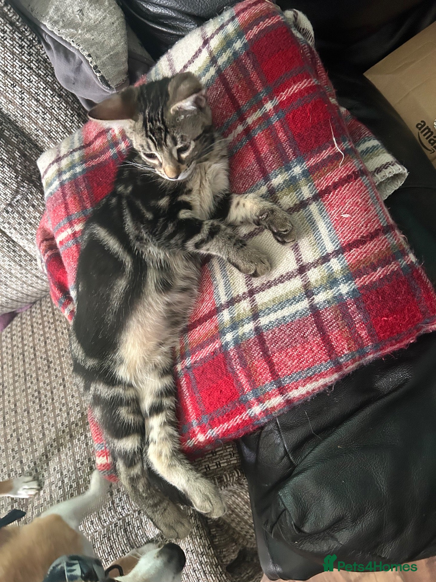 Bengal cats 1 girl Mix Bengal kitten left for sell - Advert 19