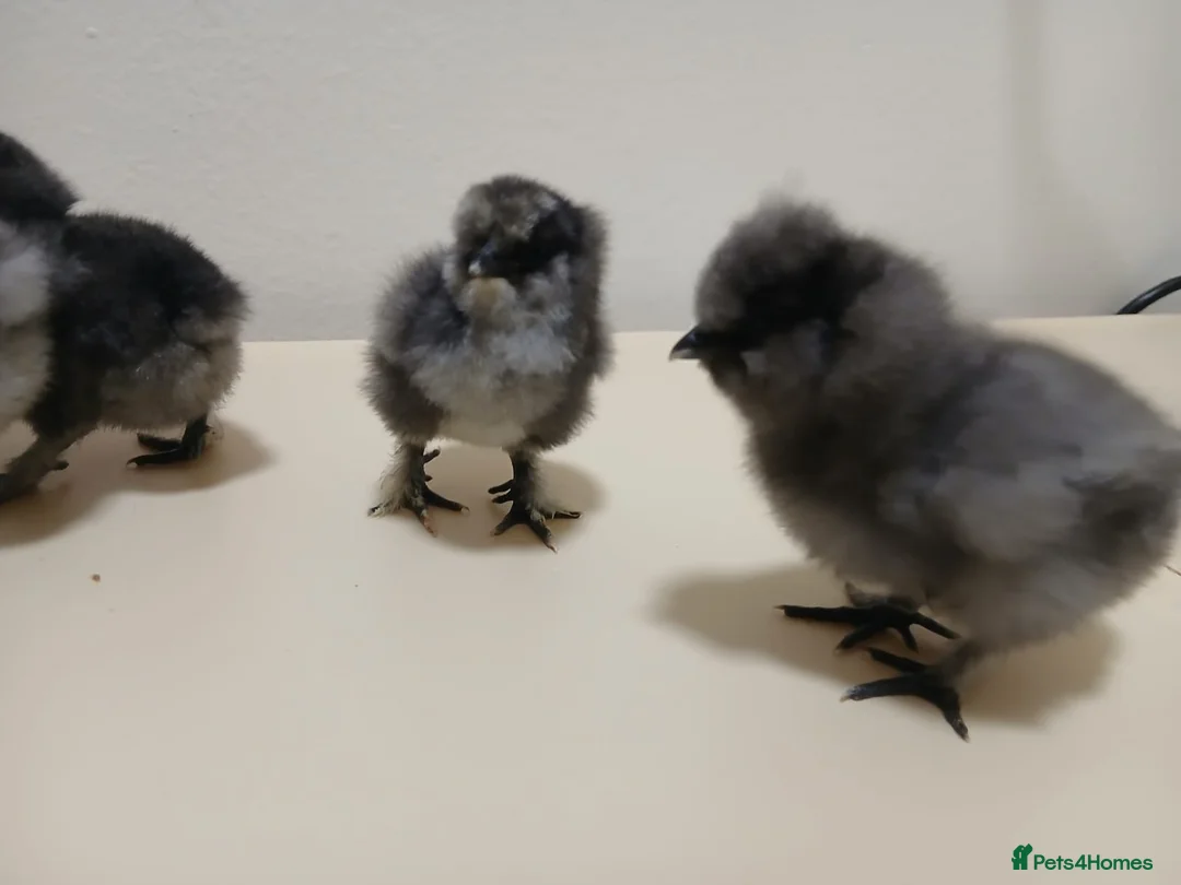Chickens poultry for sale: Beautiful Black Silkie Chicks - Advert 4