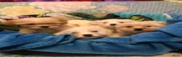 Mixed Breed dogs for sale: Adorabile Bichon puppies💕 - Advert 3