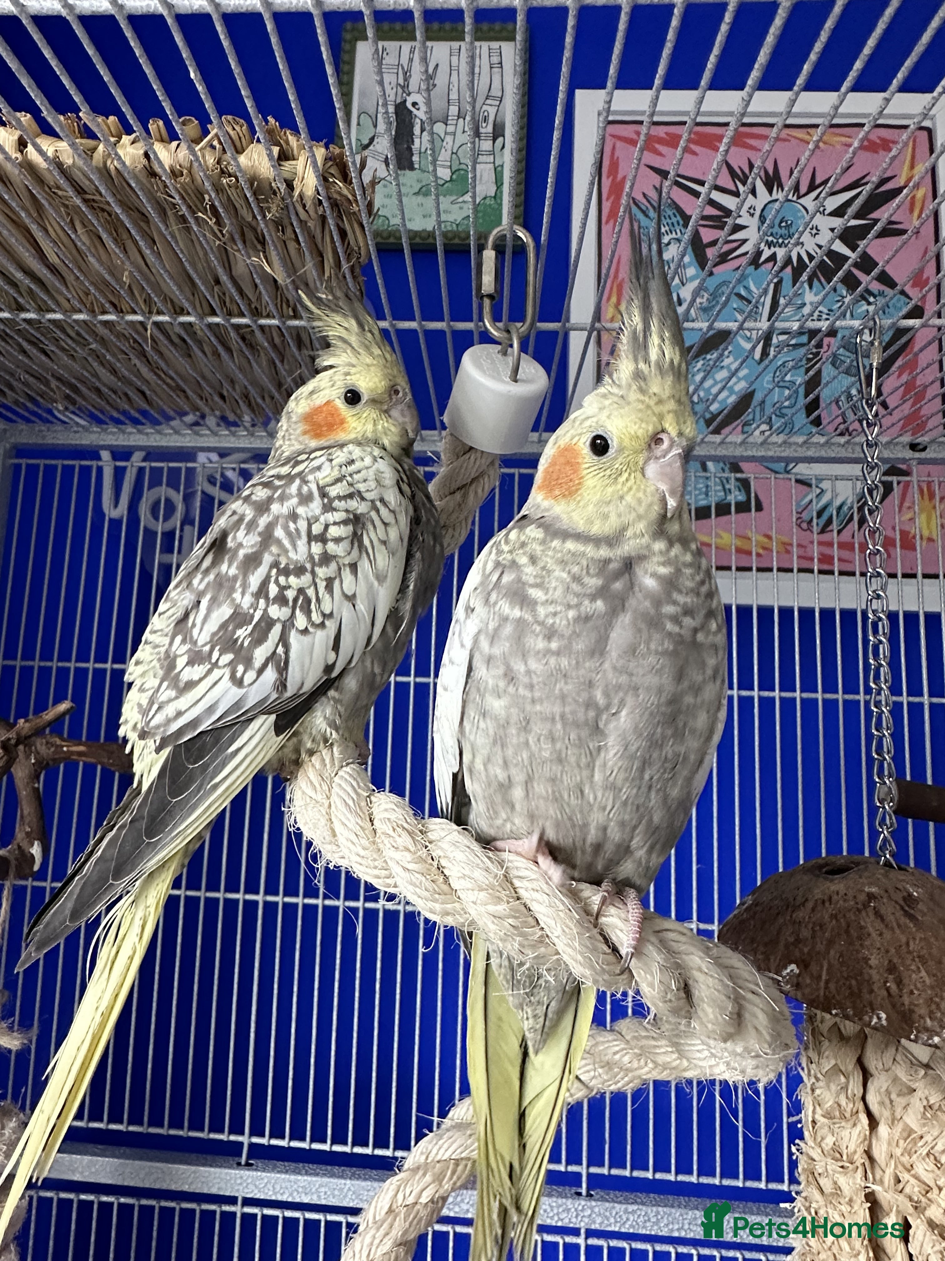 Cockatiels birds Cockatiels X2  - Advert 17