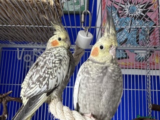 Cockatiels birds - Advert 14