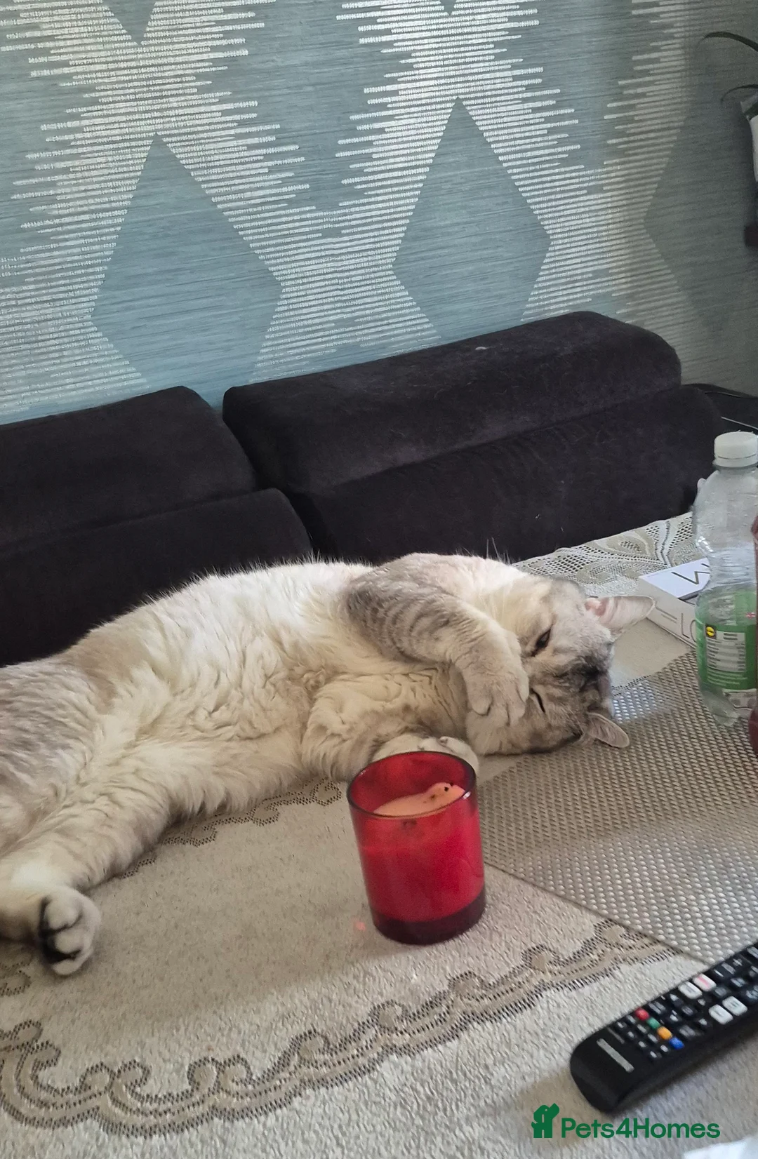 Scottish Fold cats for stud: Scottish fold with straight ears  - Advert 2