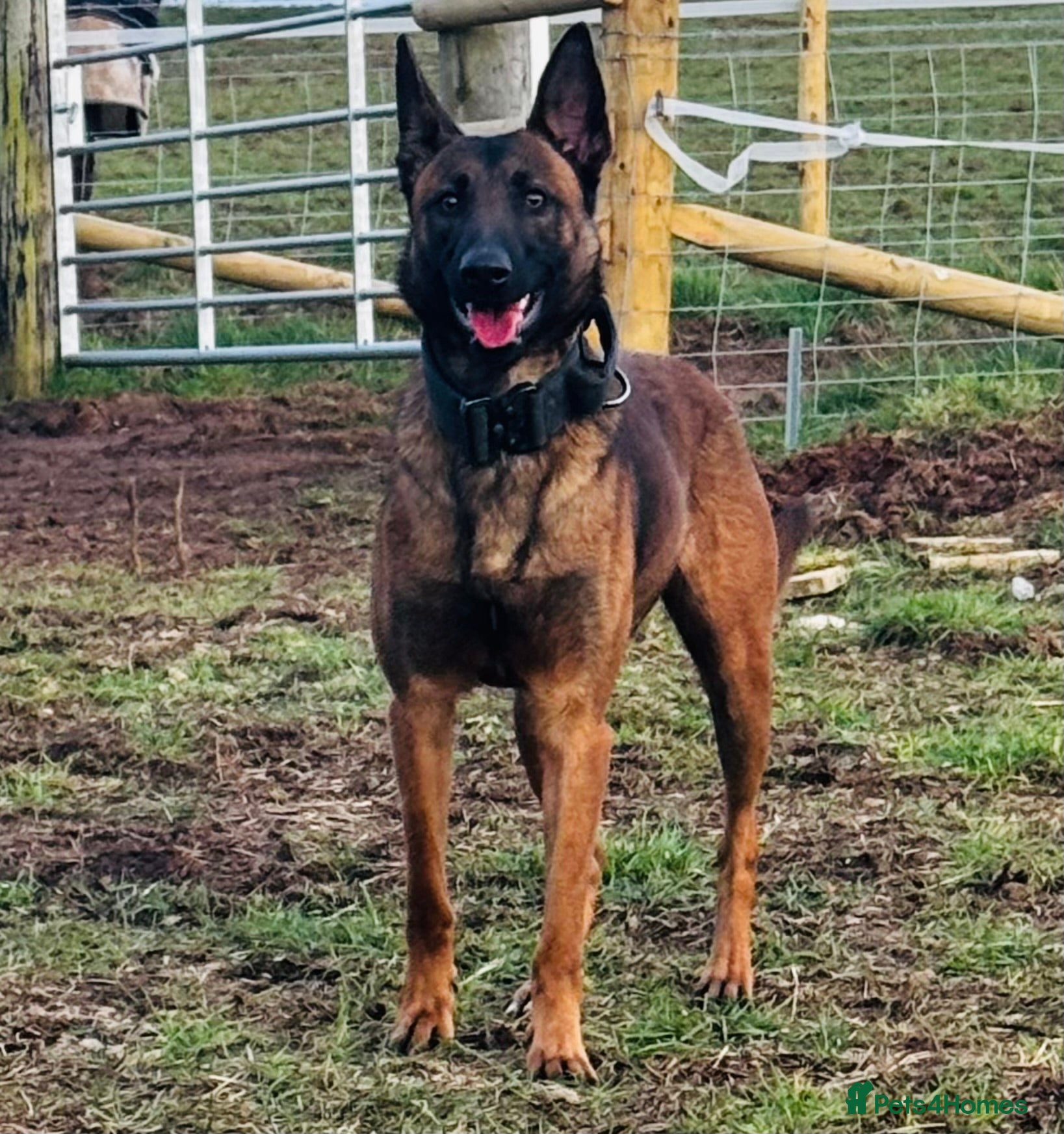 Belgian Shepherd Dog dogs for sale: Top Class Belgian Malinois Bitch  - Advert 1