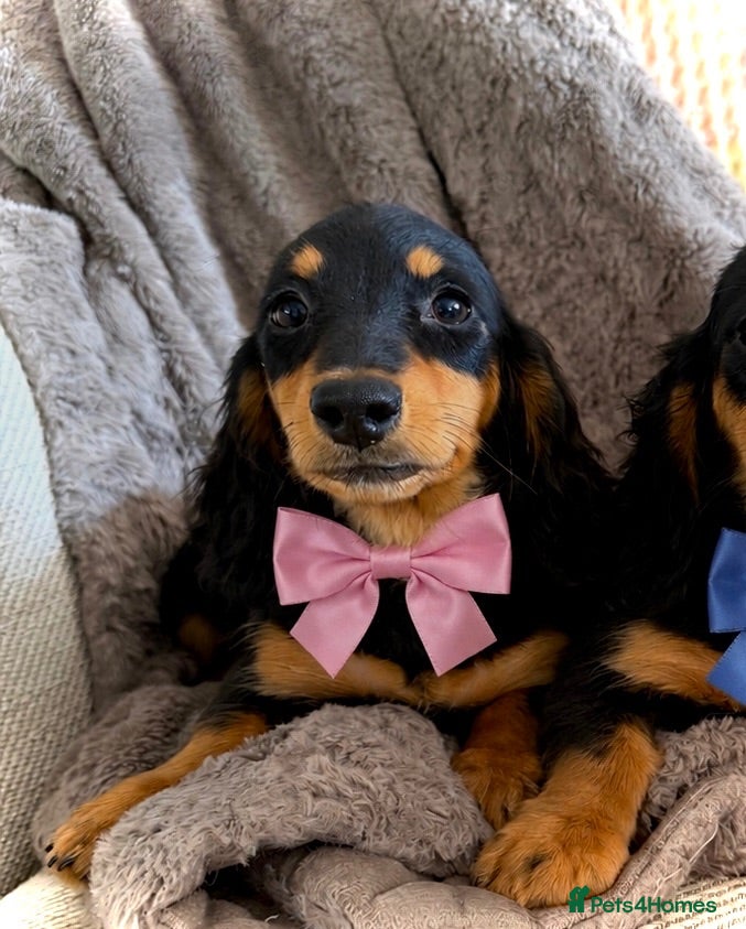 Miniature Dachshund dogs BEAUTIFUL LONGHAIR PRA CLEAR & KC REG MINIS - Advert 1