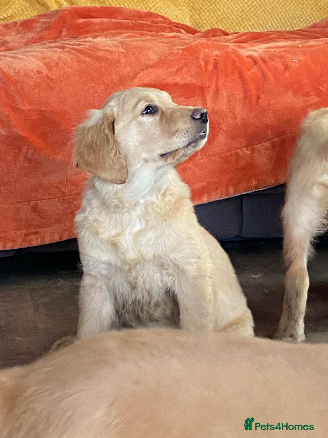 Golden Retriever dogs for sale: Golden retriever puppies  - Advert 2