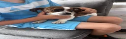 Mixed Breed dogs for sale: Beautiful Cavajack Puppies Ready to be homed  - Advert 4