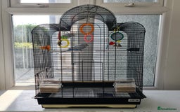 Budgerigars birds for sale: Pair of budgies with cage - Image 1