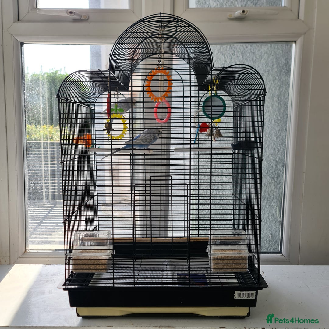 Budgerigars birds for sale: Pair of budgies with cage - Image 1