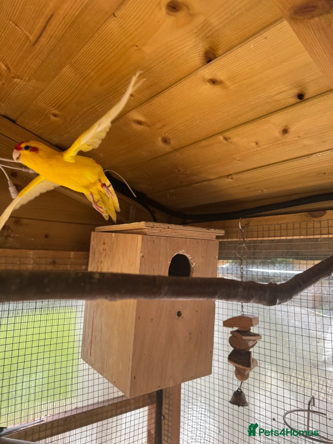 Parakeets birds for sale: Yellow Male kakariki  - Advert 2