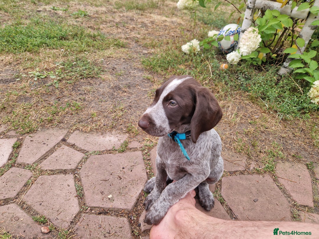 German Shorthaired Pointer dogs for sale: German Shorthair Pointer - Image 7