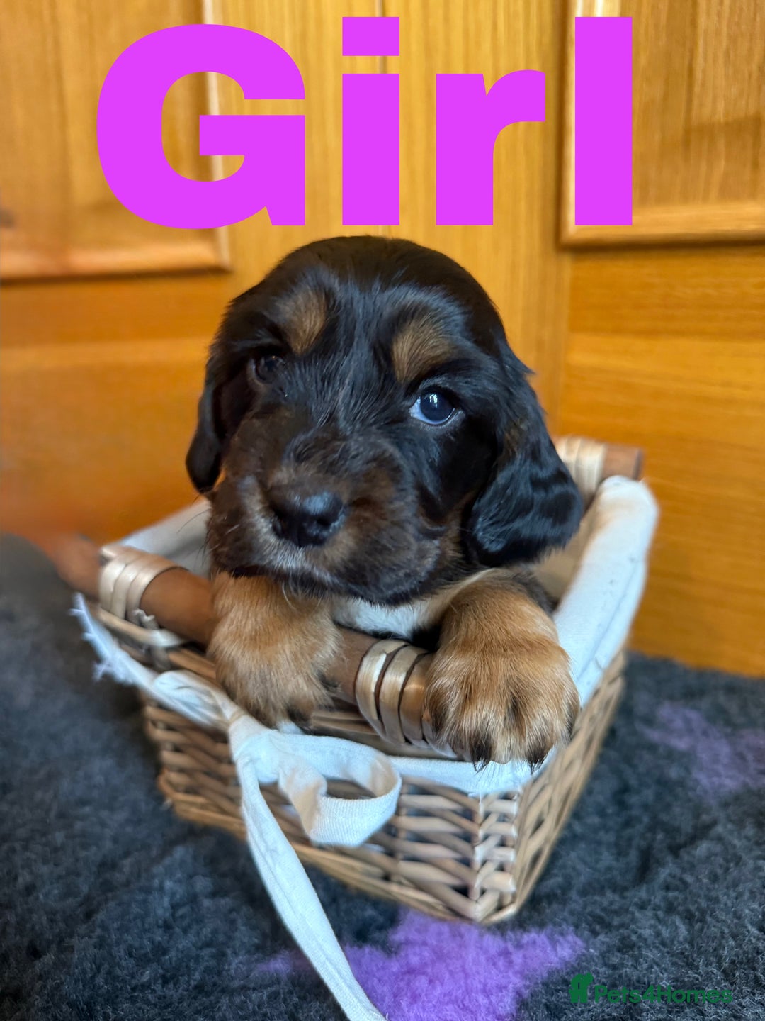 Cocker Spaniel dogs for sale: Beautiful Purebred Cocker Spaniel Puppies - Advert 5