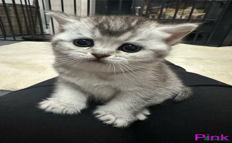 Scottish Fold cats in Peterborough - Advert 13