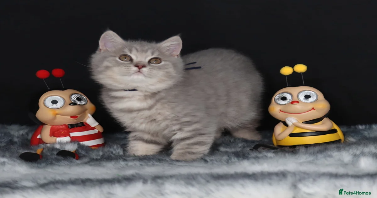 kittens-for-sale-pets4homes