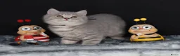 British Shorthair cats for sale: Tica registered British Shorthair kittens  - Advert 4