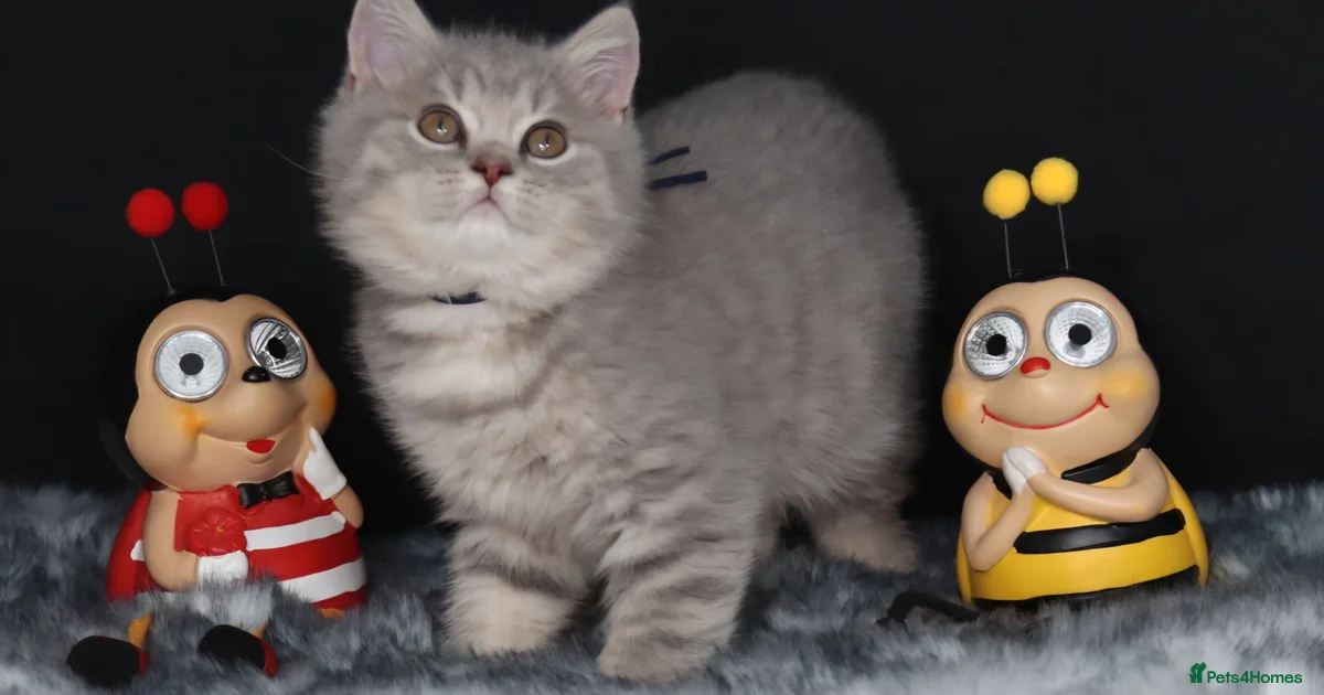 Kittens For Sale Pets4Homes kittens-for-sale-pets4homes