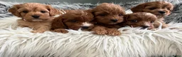 Cavapoo dogs for sale: EXCEPTIONAL EXTENSIVELY HEALTH TESTED CAVAPOOS  - Advert 12