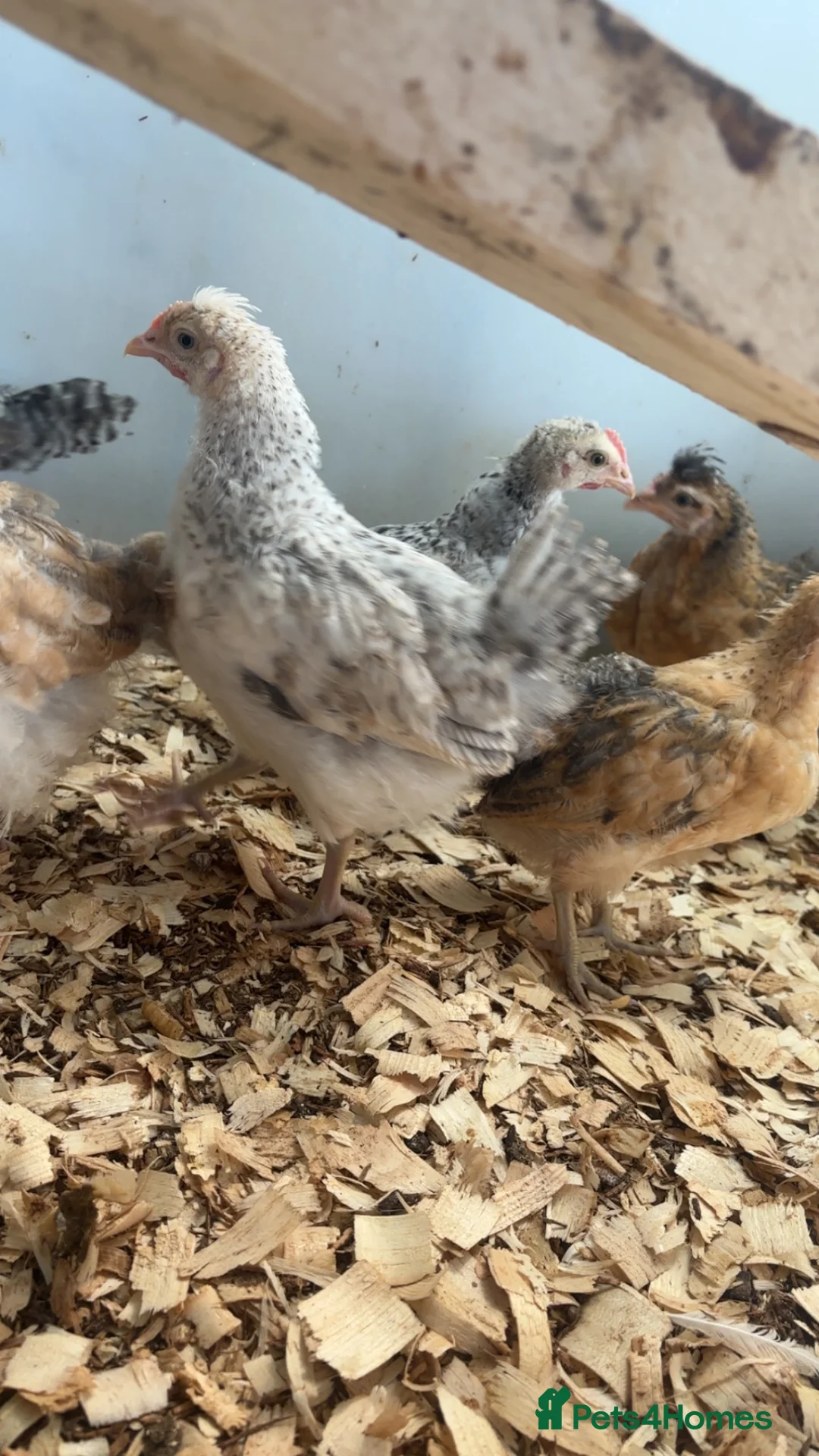 Chickens poultry for sale: Hybrid chicks and Pure bred for sale - Advert 2