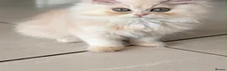 Persian cats for sale: **Last One** beautiful Persian kittens - Advert 13