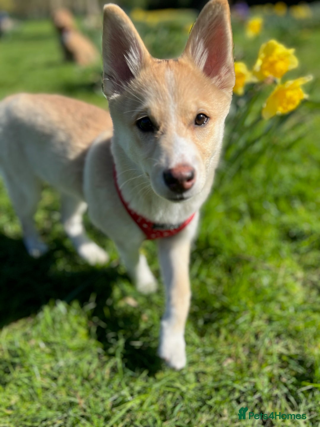 Mixed Breed dogs for sale: 💛Pomsky & Czechoslovakian Wolfdog Puppy Sisters🤎 - Image 12