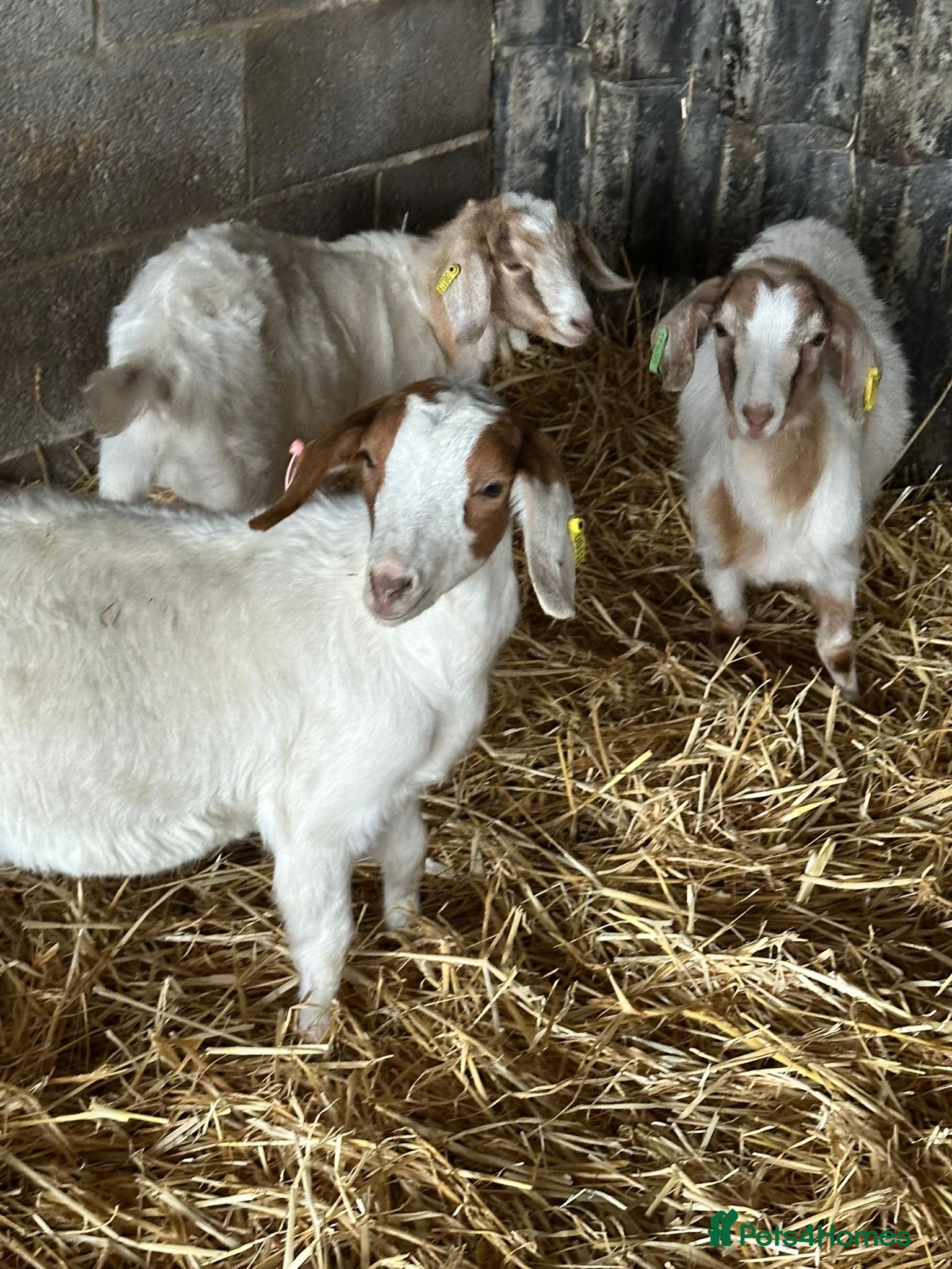 Goats livestock Boer x Saanen Nanny kids - Advert 10