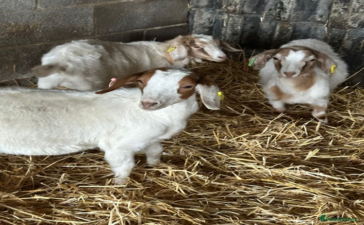 Goats livestock Boer x Saanen Nanny kids - Advert 4