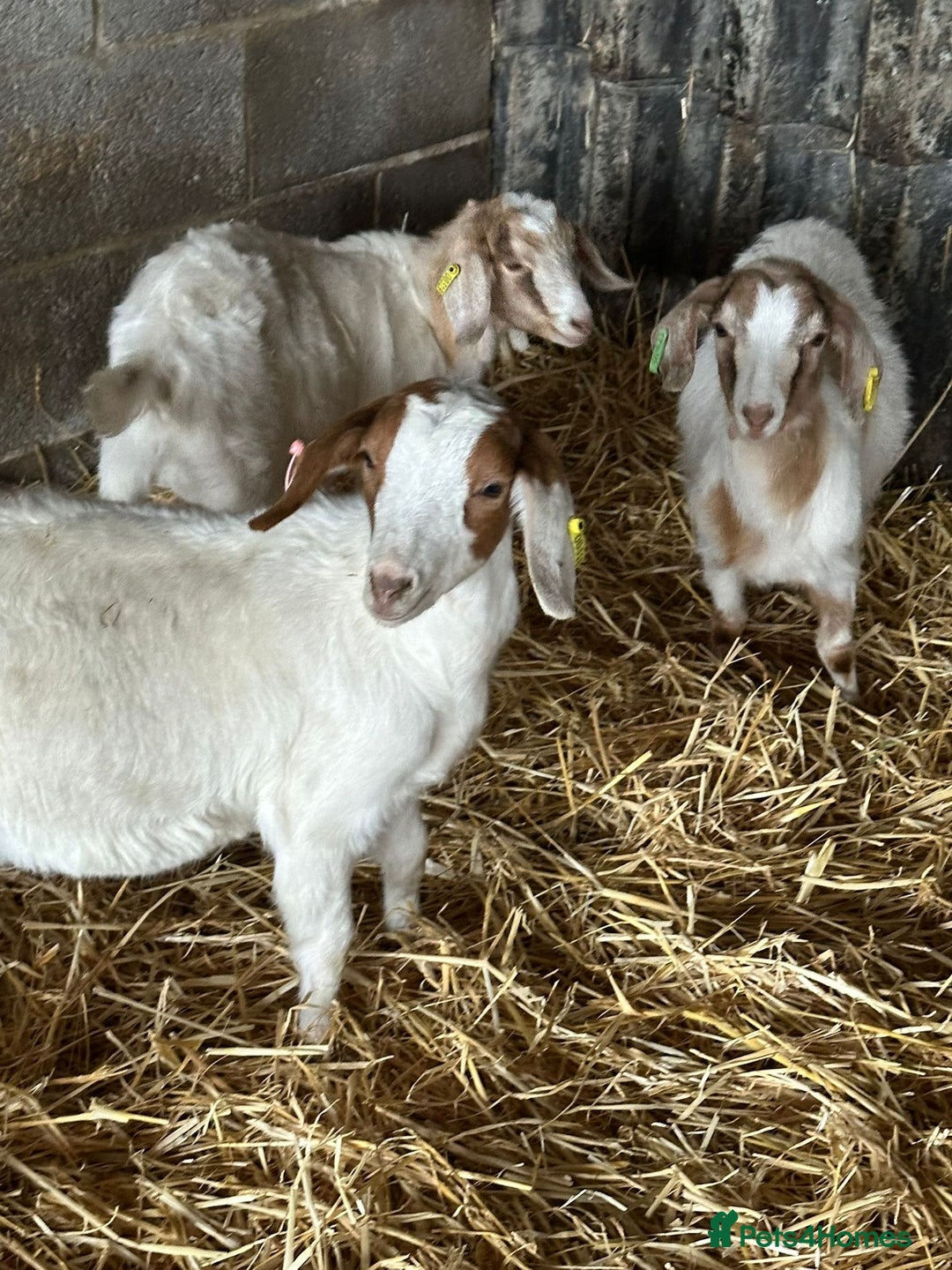 Goats livestock for sale: Boer x Saanen Nanny kids - Advert 1